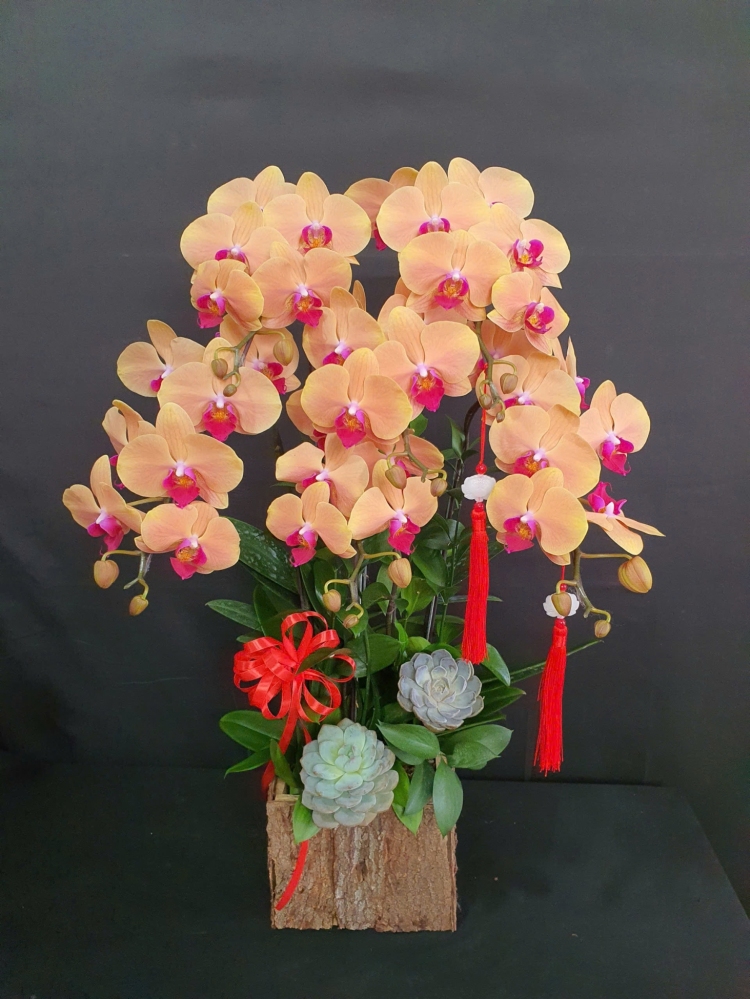 Lan Hồ Điệp Cam Cành Đôi - LHD384