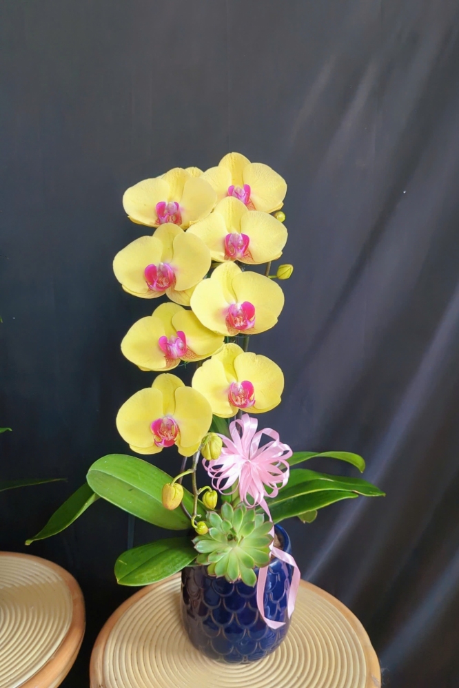 Lan Hồ Điệp Vàng - LHD392