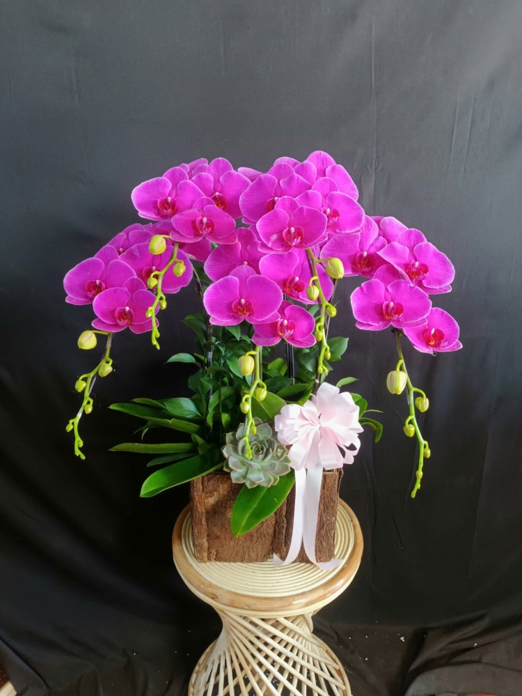 Lan Hồ Điệp Tím - LHD397