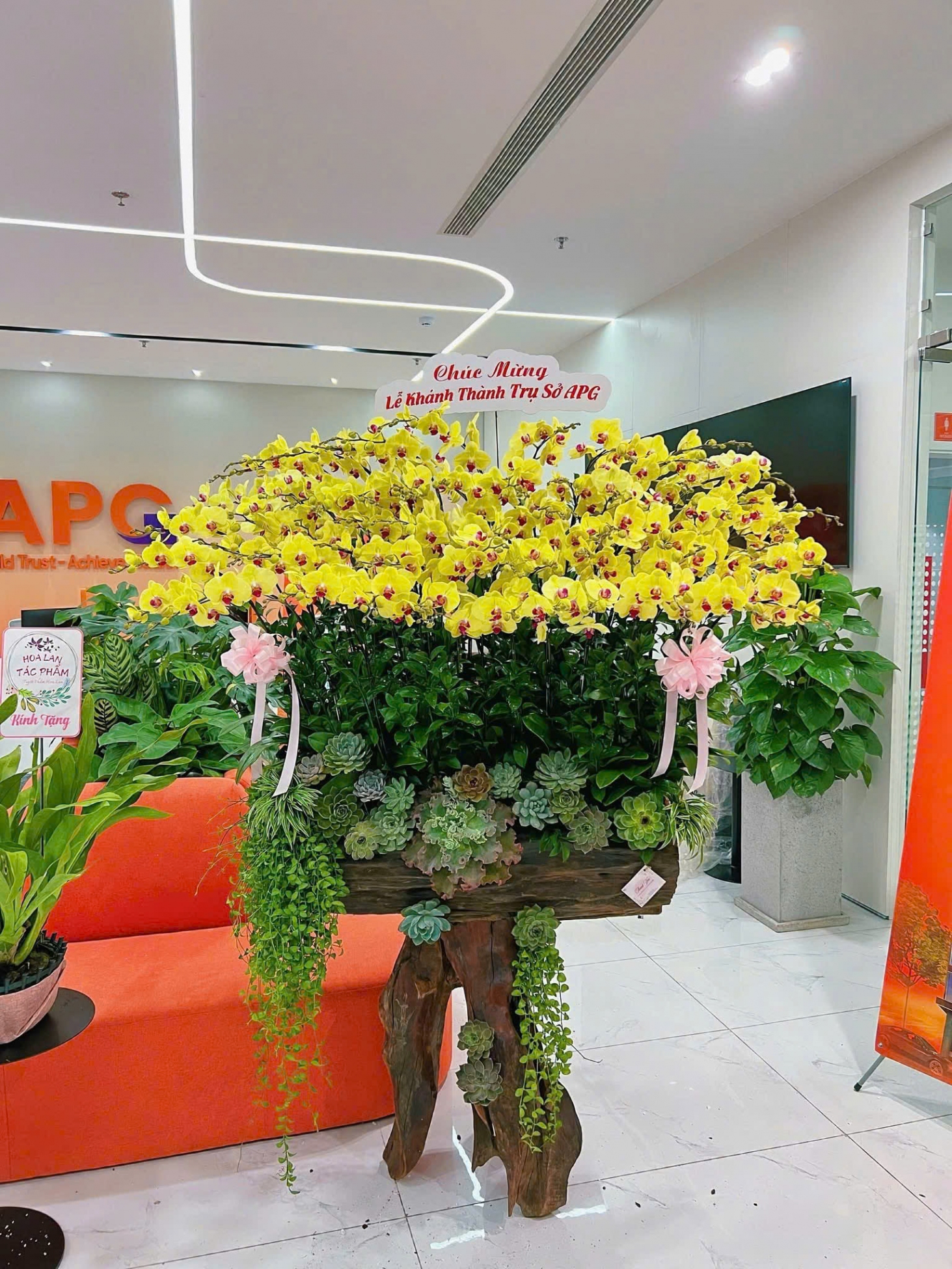 Lan Hồ Điệp Ánh Bình Minh - LHD013