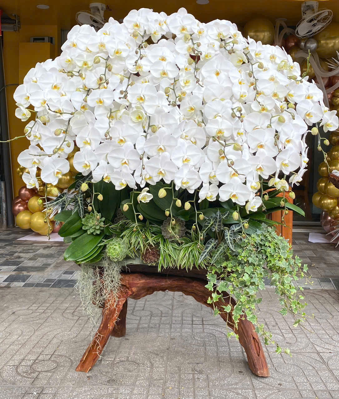 Lan Hồ Điệp Lộc Phát - LHD042