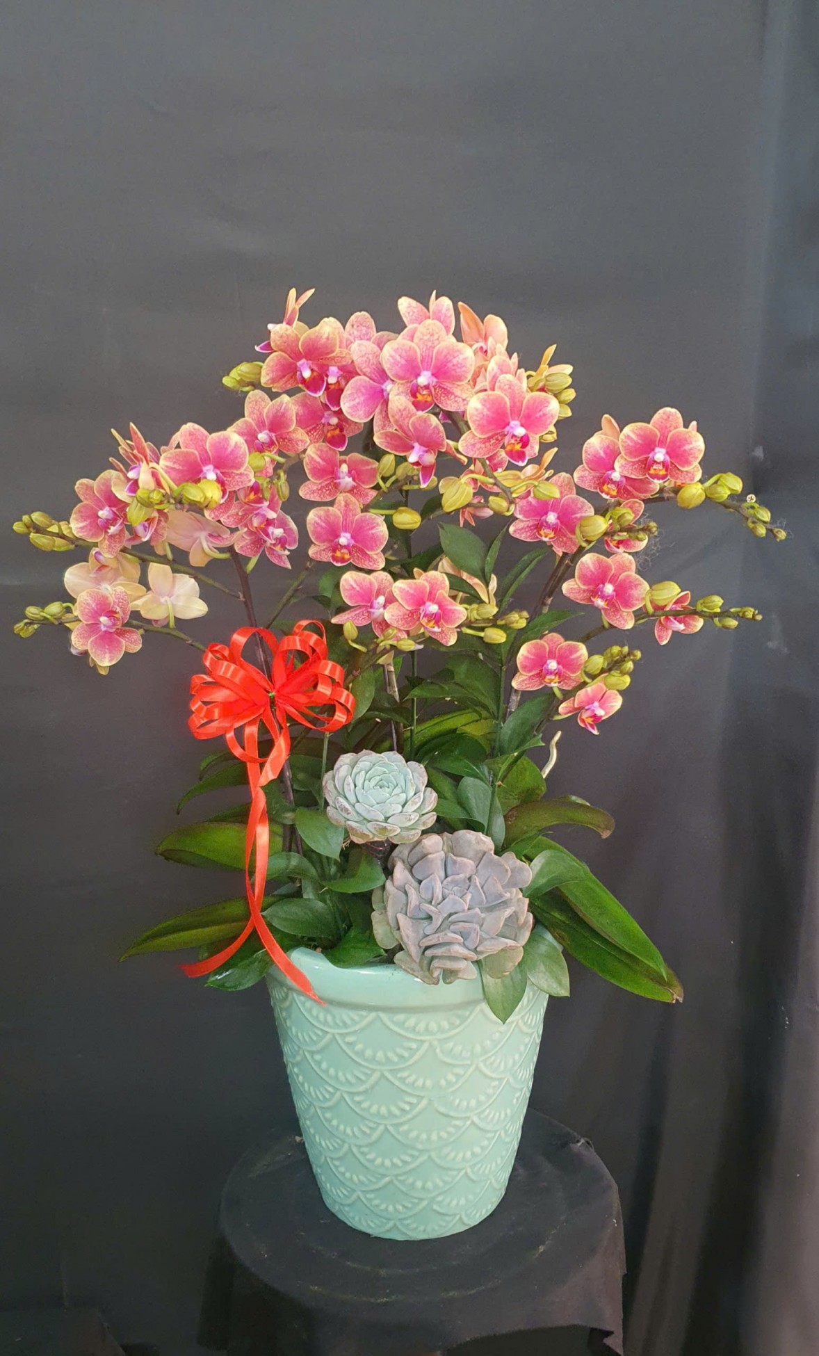 Chậu hoa kim điệp đỏ may mắn