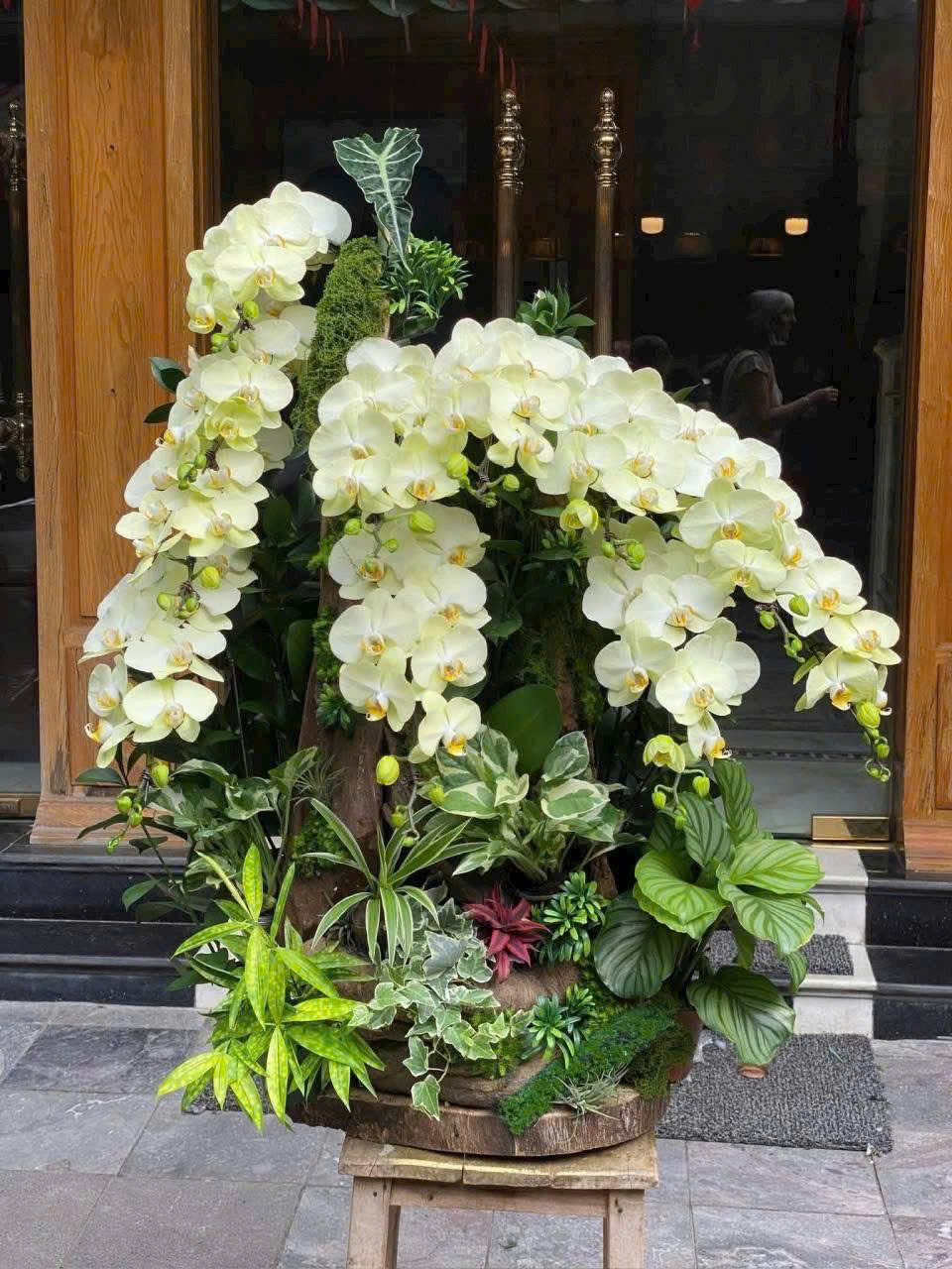 Lan Hồ Điệp Phúc Lộc - LHD005