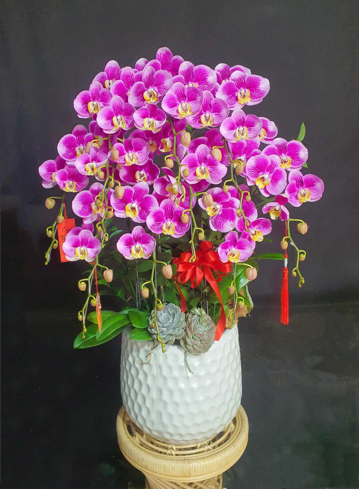 Lan Hồ Điệp Hồng Xuân May Mắn - LHD284