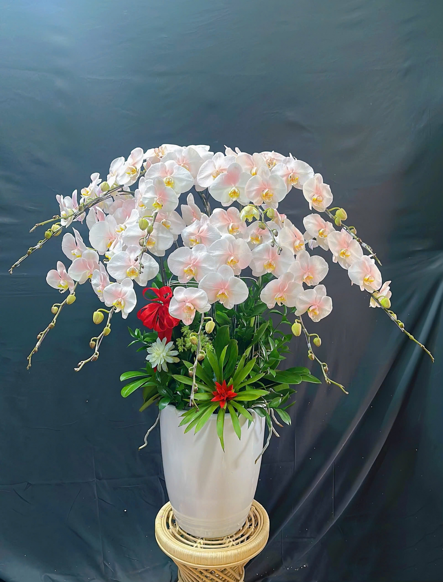 Lan Hồ Điệp Tuyết Ngọc Thanh Cao - LHD279