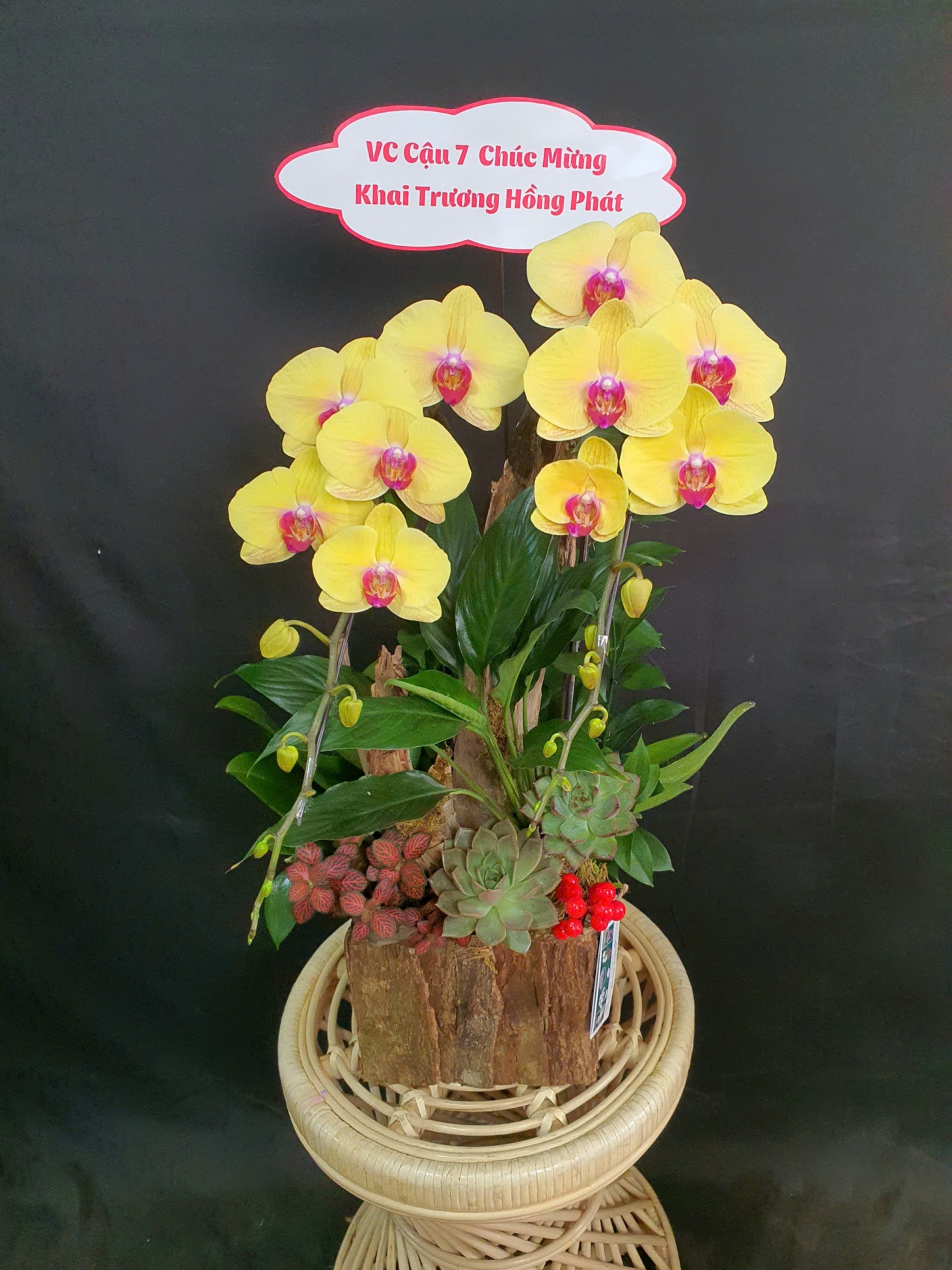 Lan Hồ Điệp Cam Hoàng Thịnh - LHD159