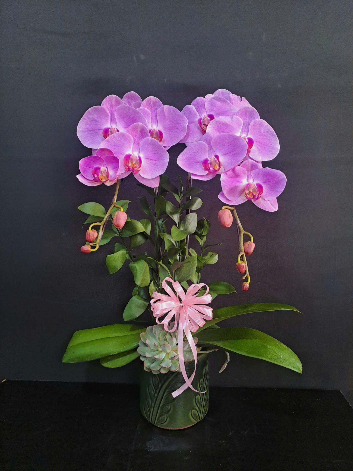 Lan Hồ Điệp Hồng Thịnh - LHD232