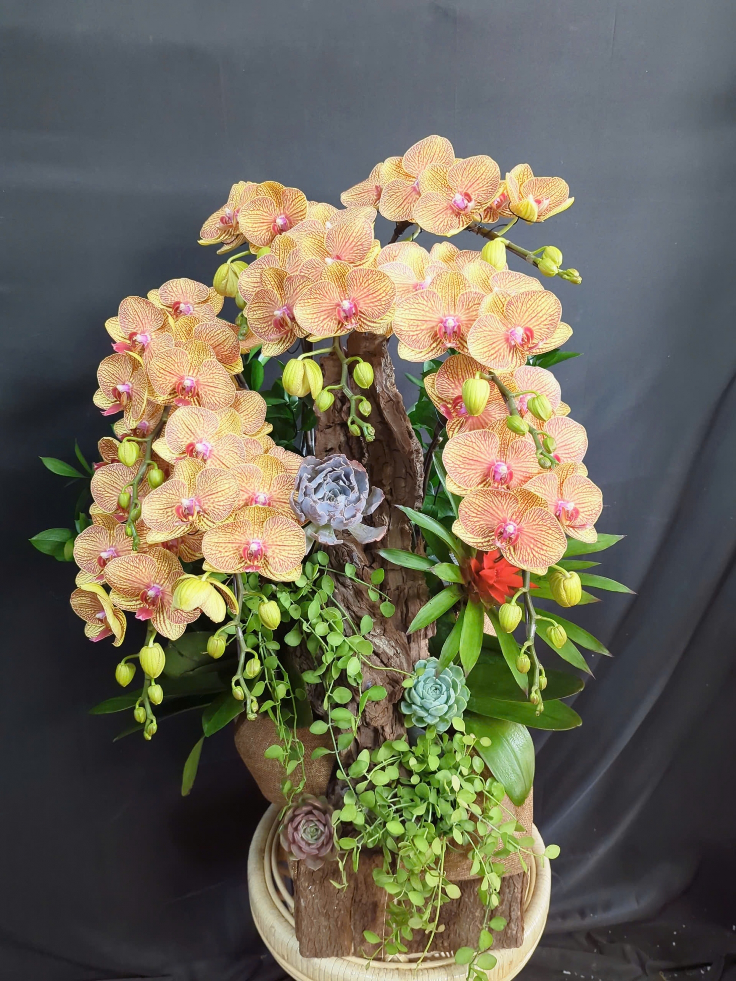 Lan Hồ Điệp Cam Phú Quý - LHD285