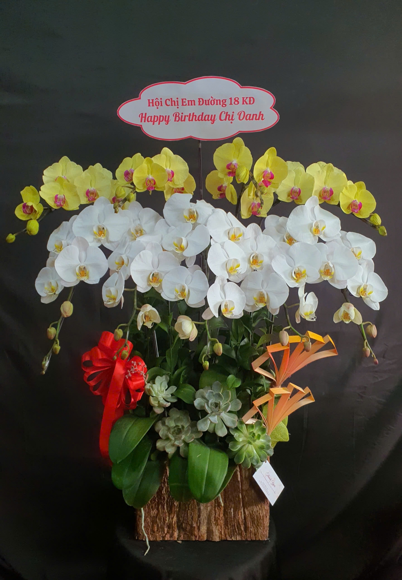 Lan Hồ Điệp Hoàng Kim Tuyết Ngọc - LHD125