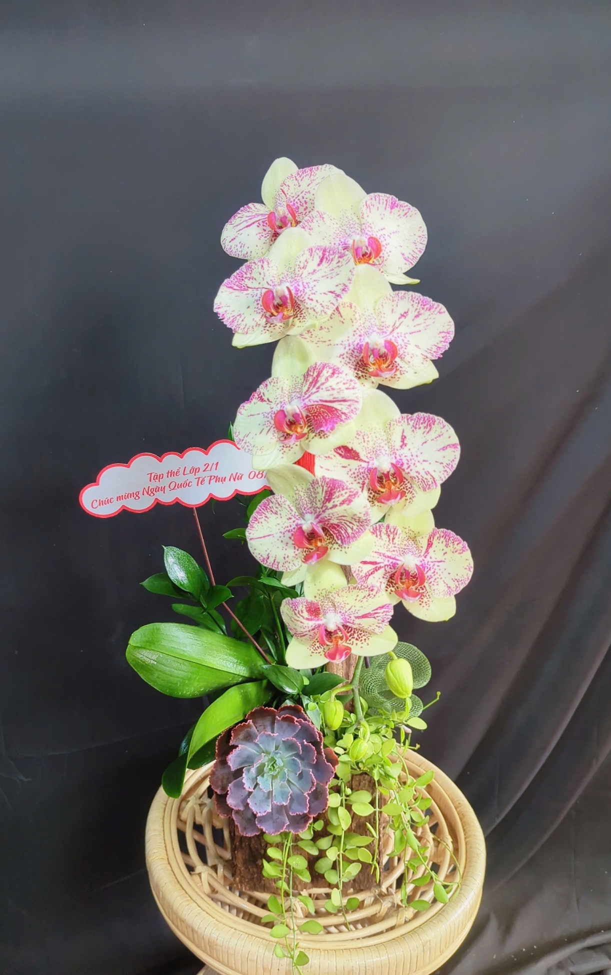 Lan Hồ Điệp Vàng Pháo Hoa - LHD298