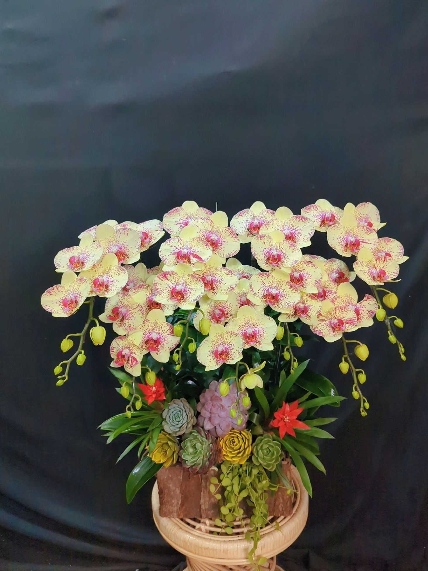 Lan Hồ Điệp Vàng Chấm Pháp - LHD308