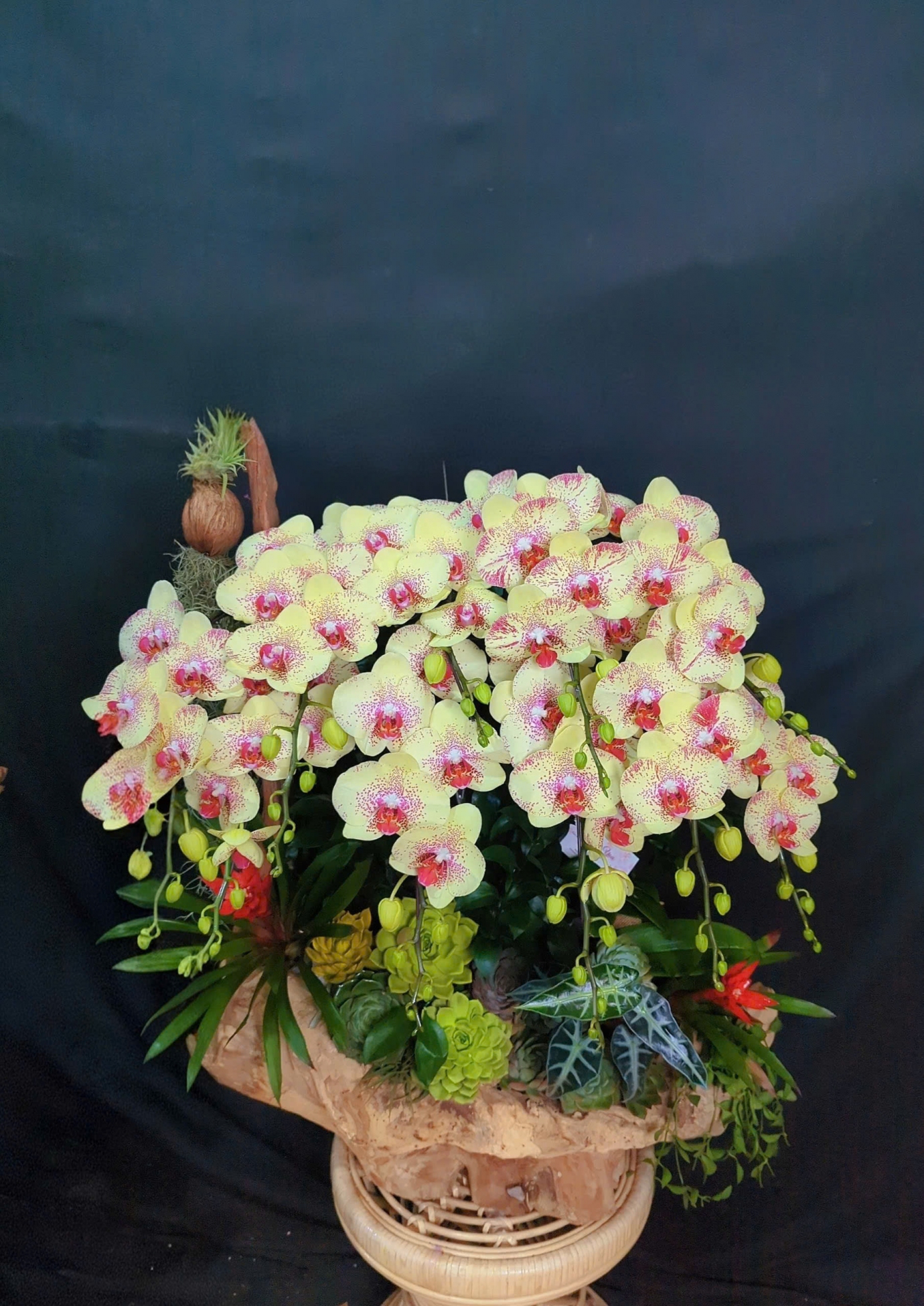 Lan Hồ Điệp Chấm Pháp Mix Lũa Cao Cấp - LHD310