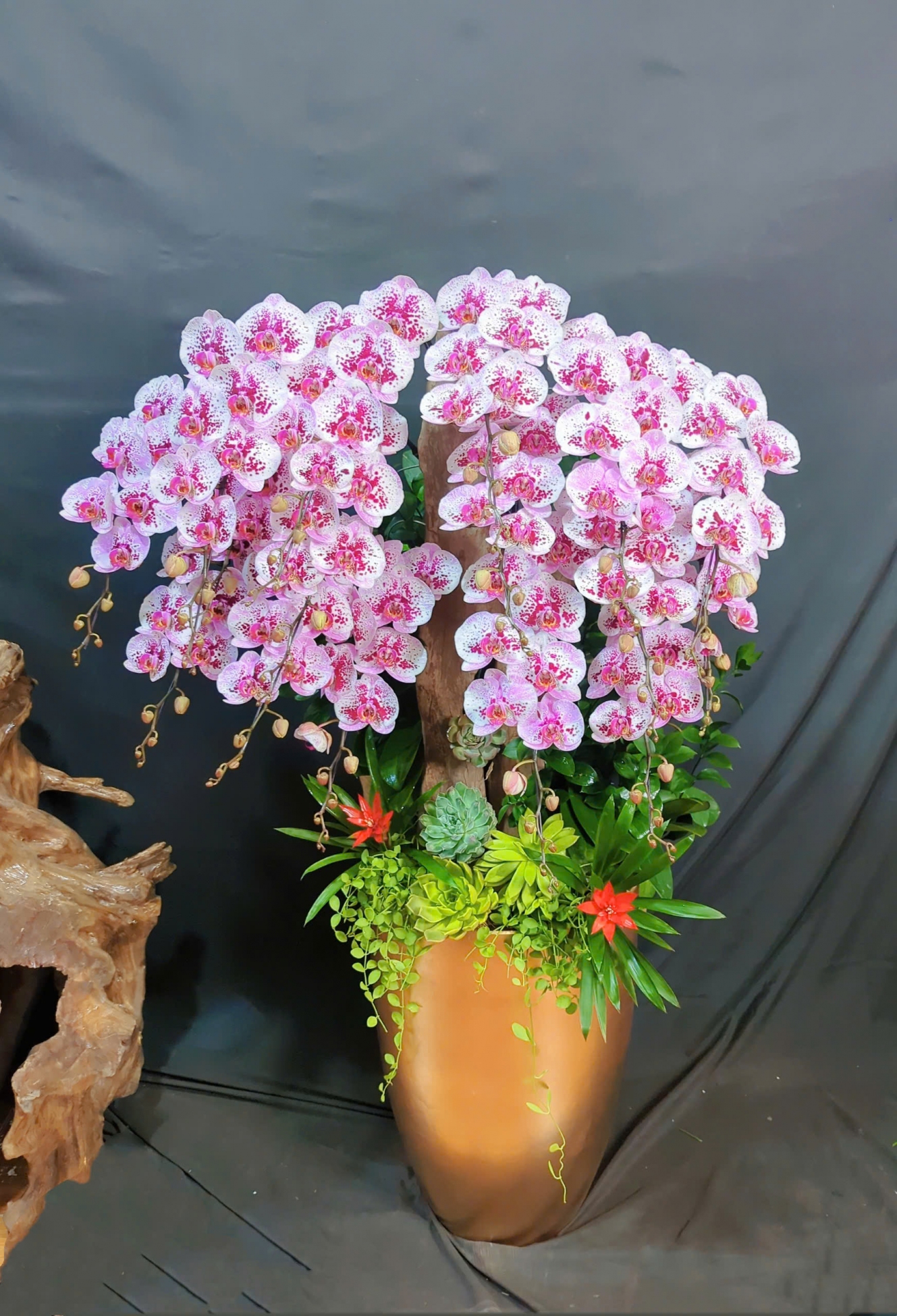 Lan Hồ Điệp Đột Biến Trắng Tím Mix Lũa Cao Cấp - LHD329