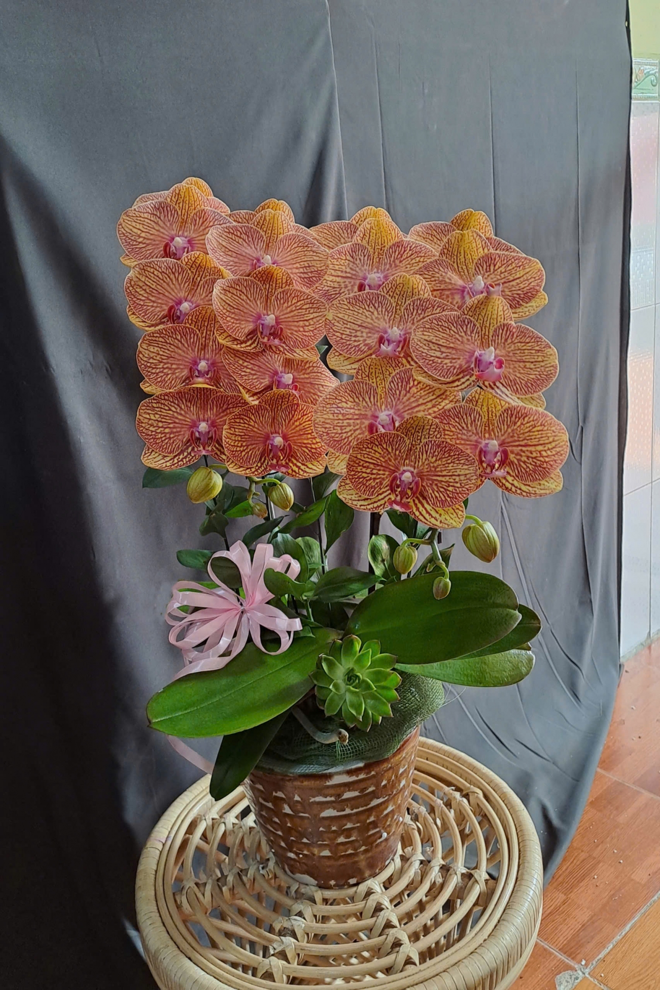 Lan Hồ Điệp Cam Sọc - LHD340