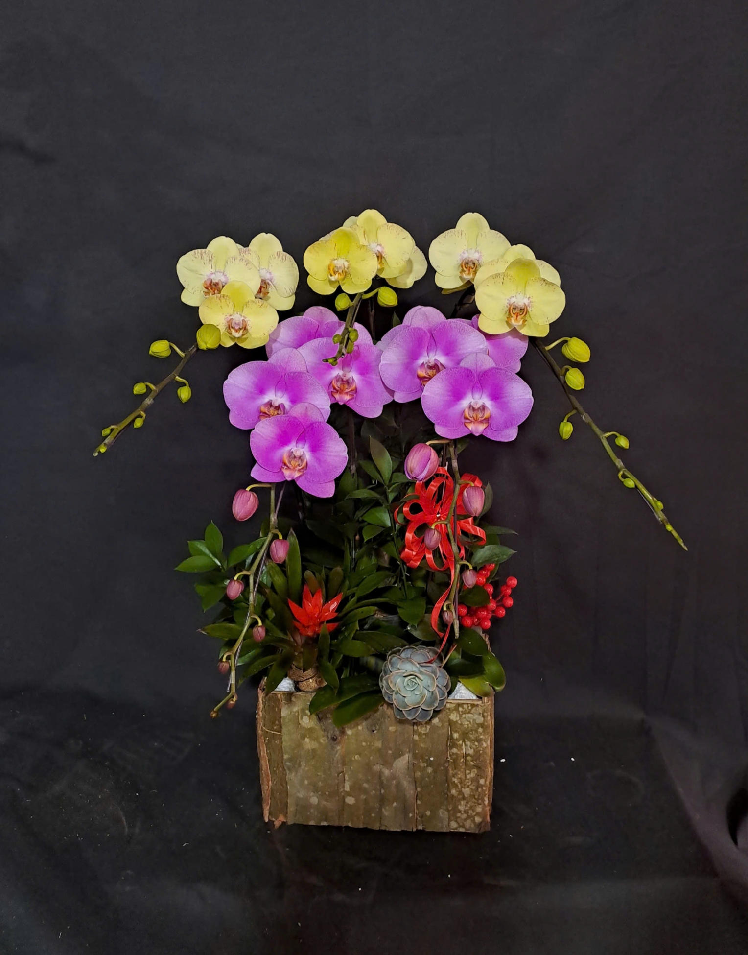 Lan Hồ Điệp Mix 2 Màu - LHD368