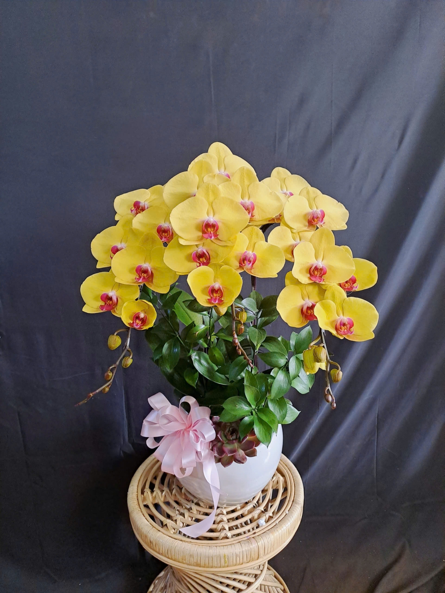 Lan Hồ Điệp Vàng - LHD379