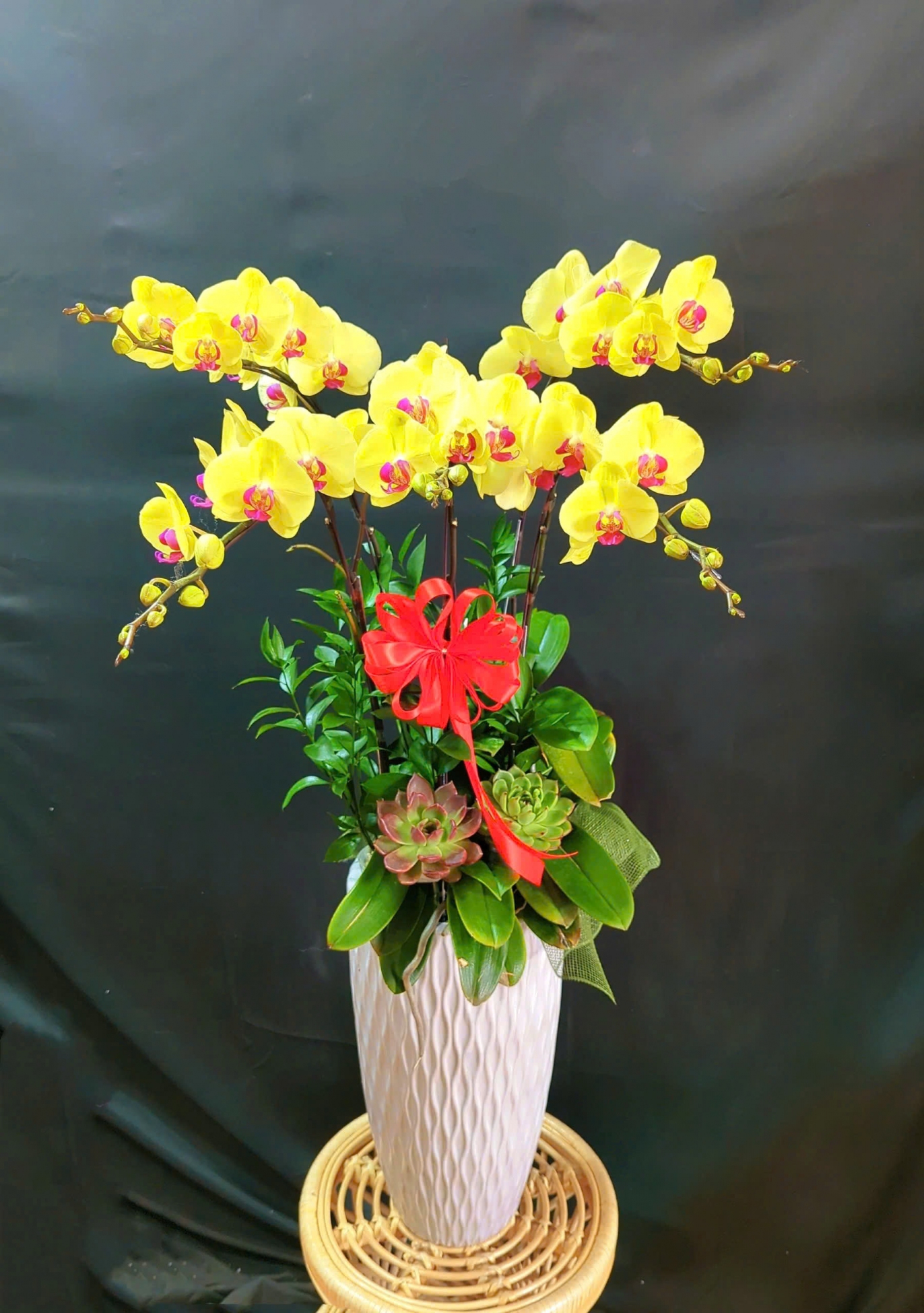 Lan Hồ Điệp Hoàng Kim - LHD287